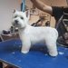 Blu Pet Salon - Salon Frizerie canina